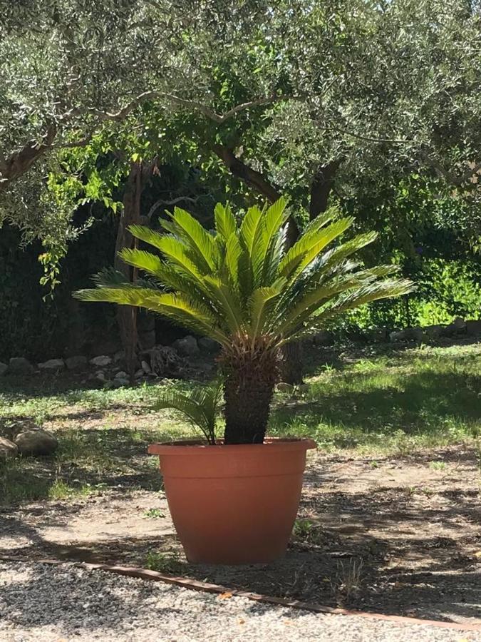 L'Ulivo In Villa Greco Tindari Dış mekan fotoğraf