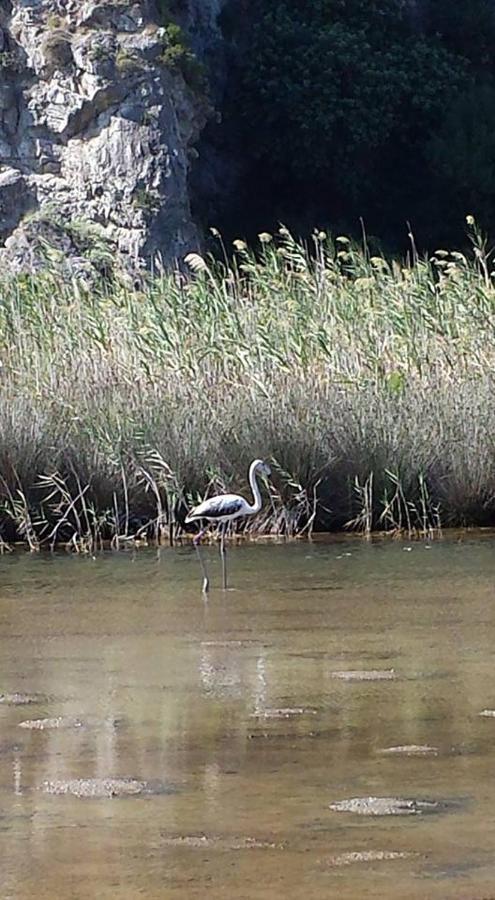 L'Ulivo In Villa Greco Tindari Dış mekan fotoğraf
